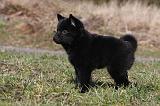 SCHIPPERKE 820